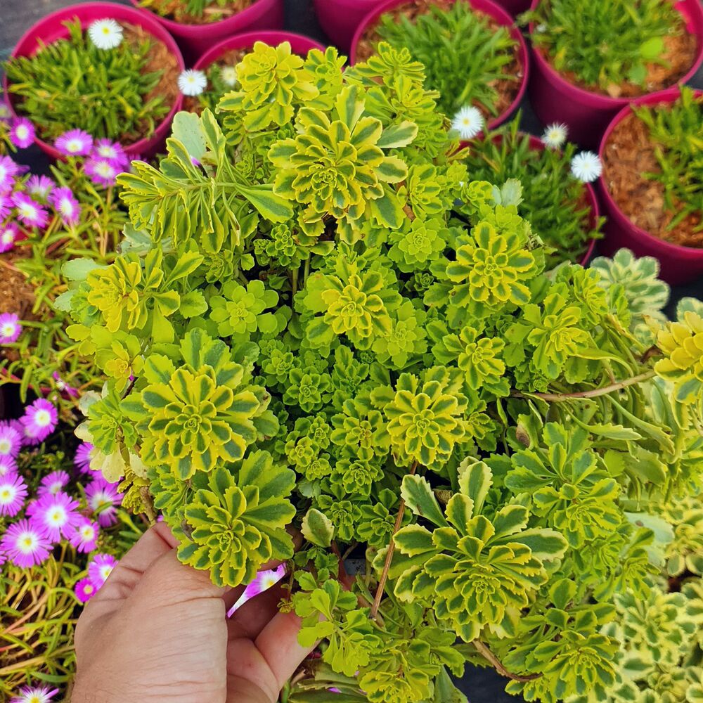SEDUM KAMTSCHATICUM THE EDGE, image _ab__is.image_number.default