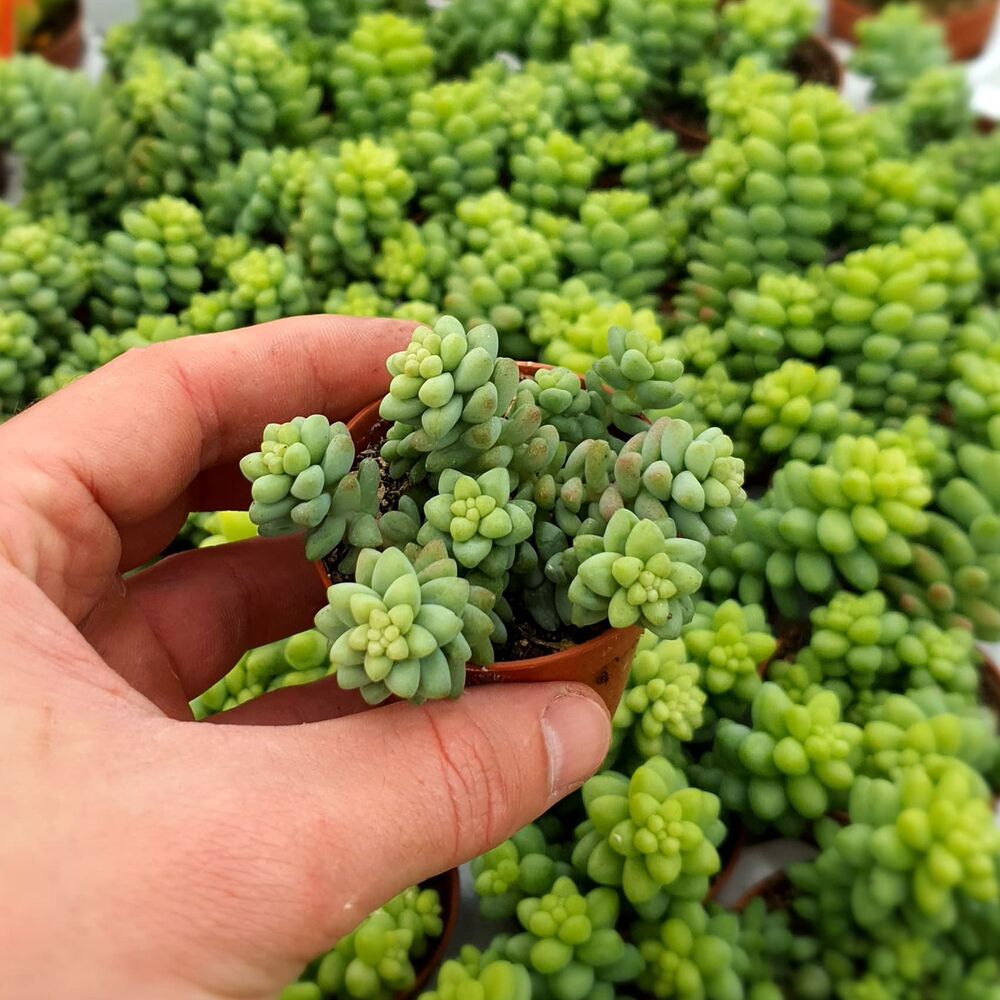 SEDUM BURRITO, image , 2 image