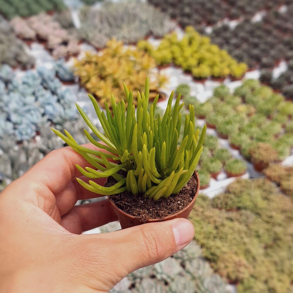 SENECIO BARBETONICUS, image _ab__is.image_number.default