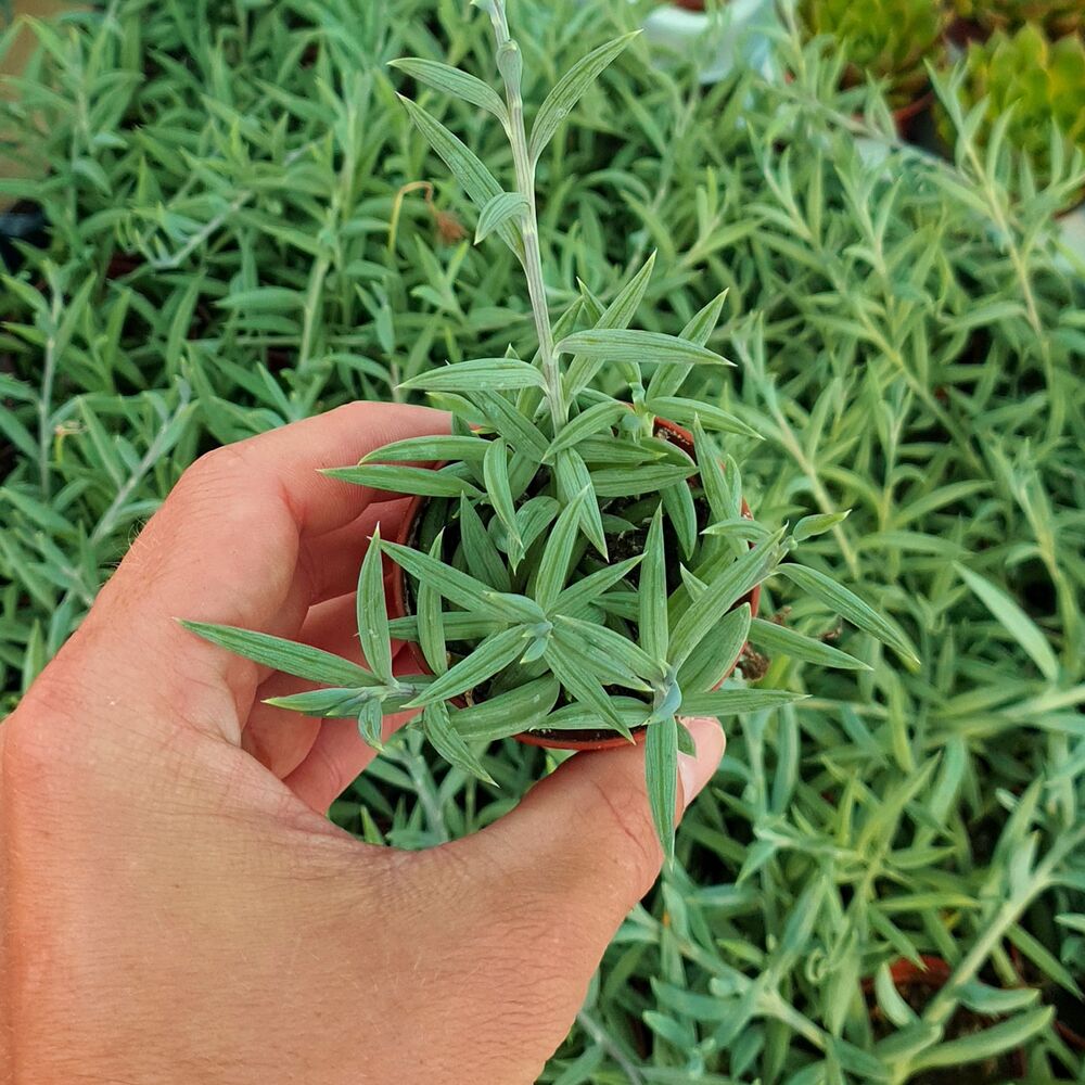 SENECIO RADICANS, image 