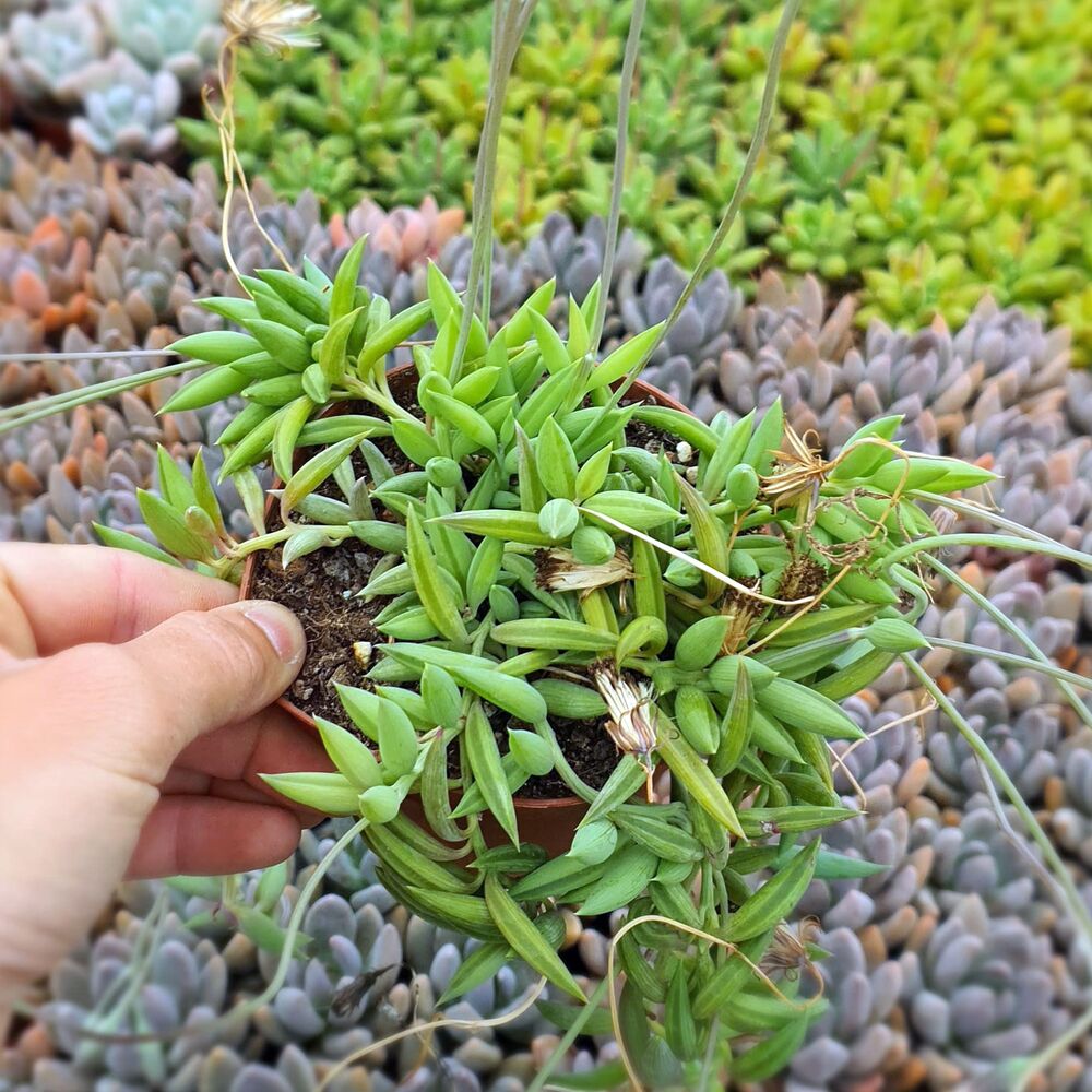 SENECIO RADICANS, image 