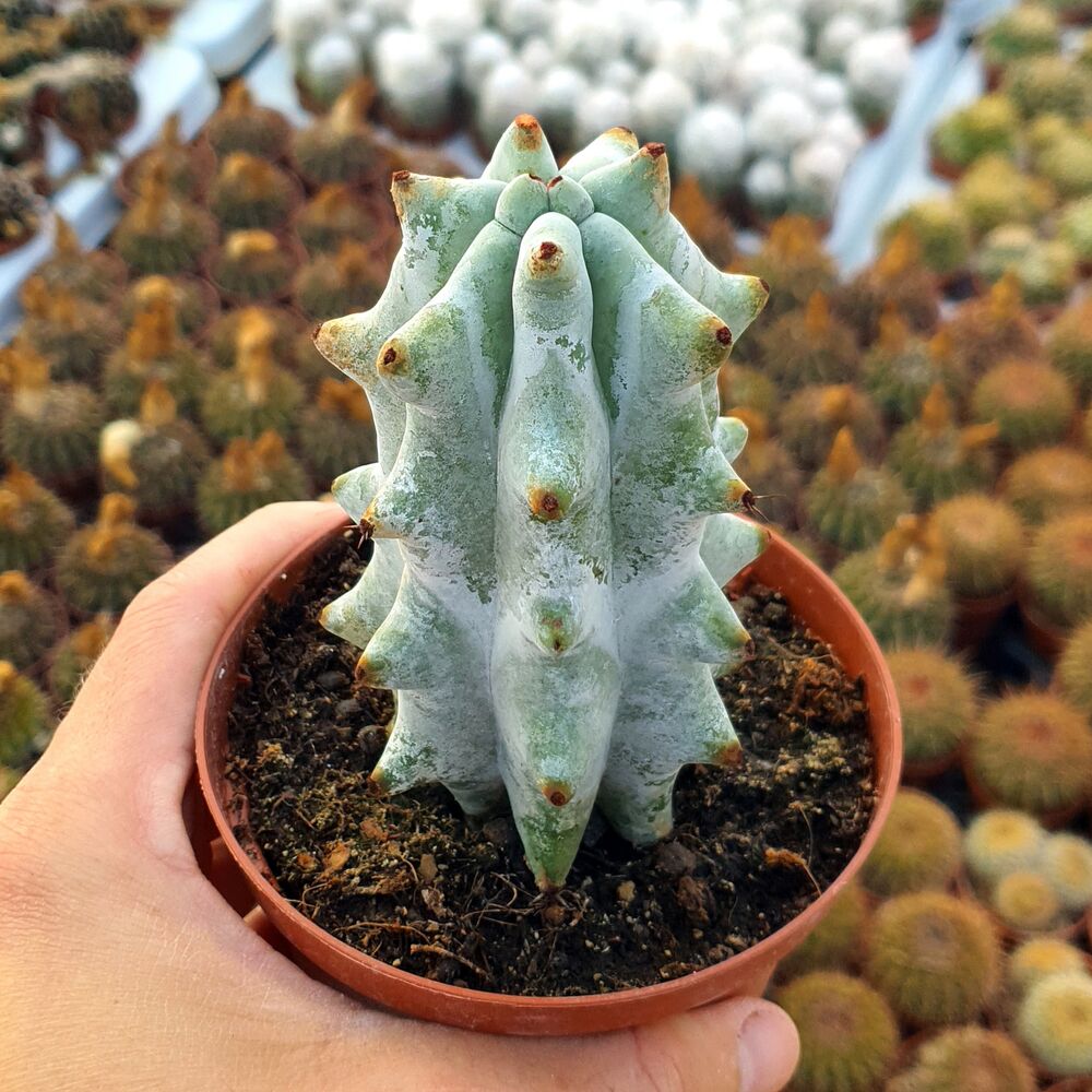 STENOCEREUS BENECKEI, image 
