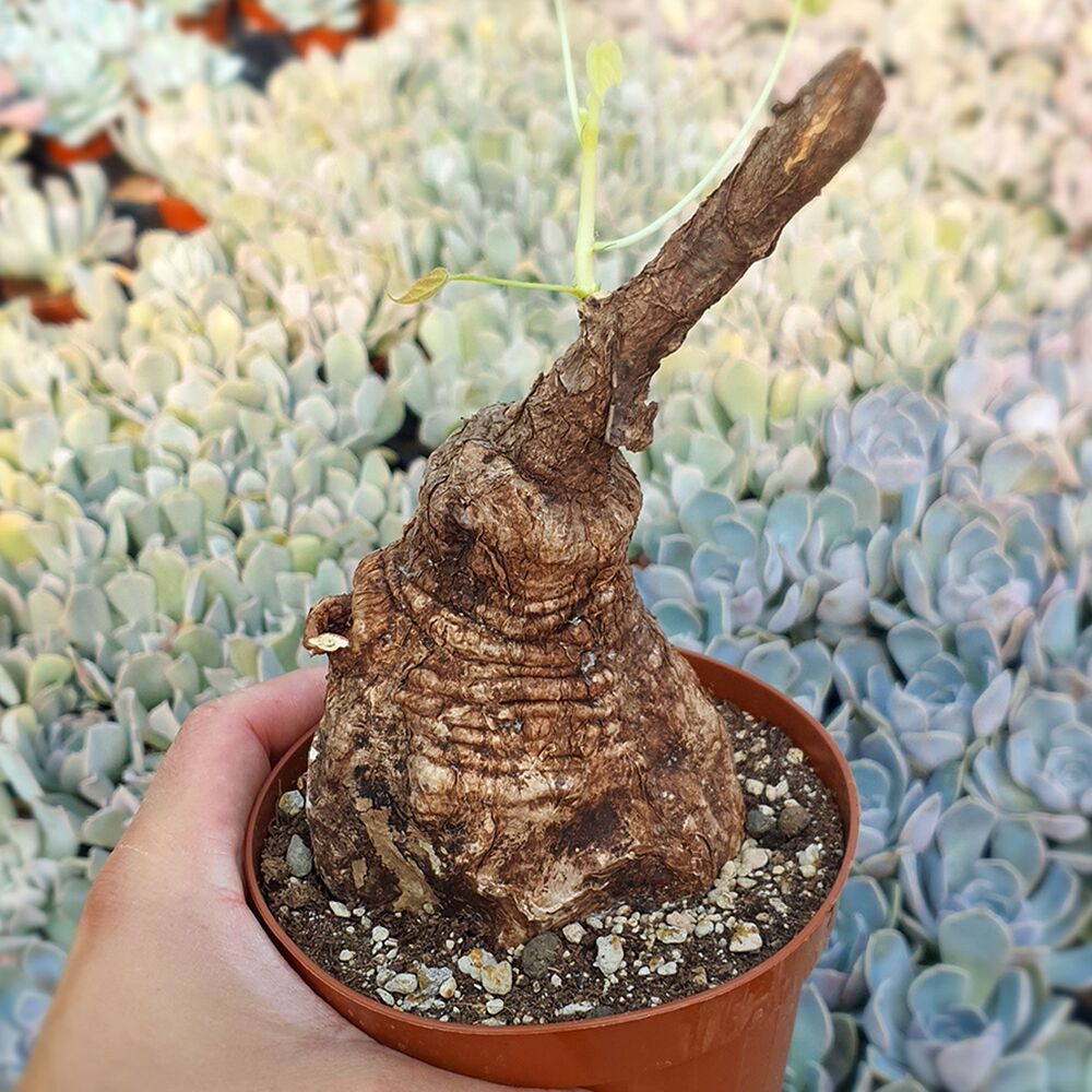 STERCULIA COLORATA, image 