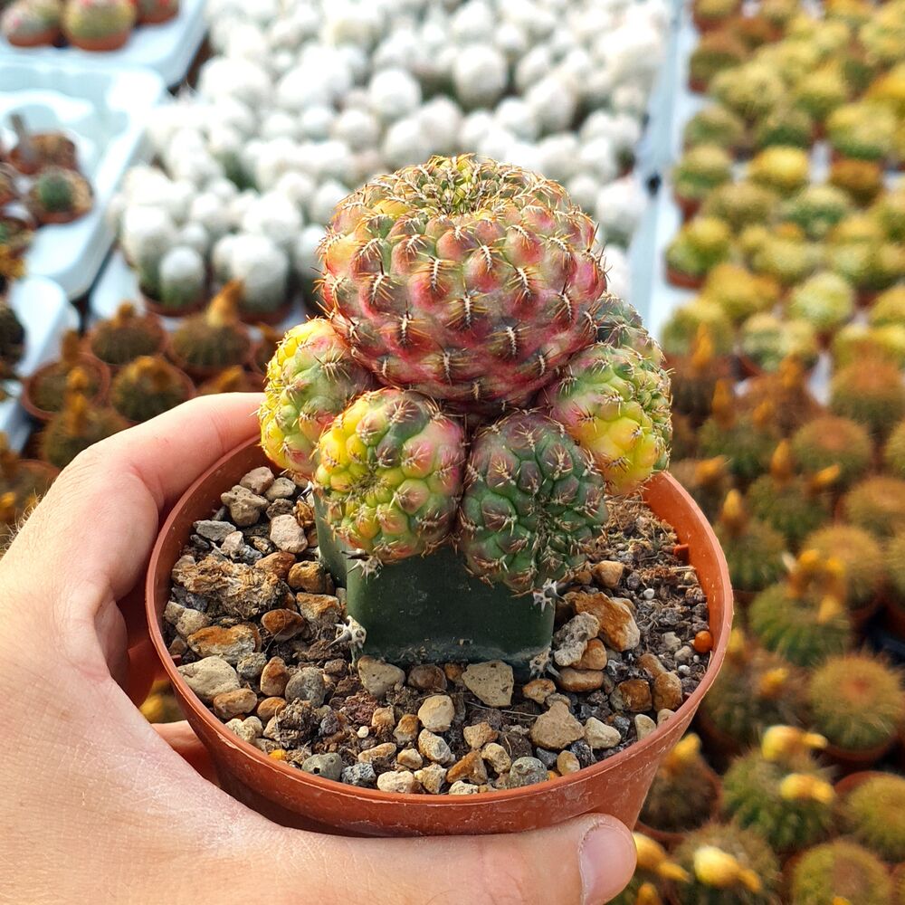 SULCOREBUTIA RAUSCHII VARIEGATA, image 