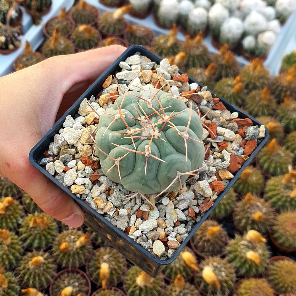 THELOCACTUS HEXAEDROPHORUS, image 
