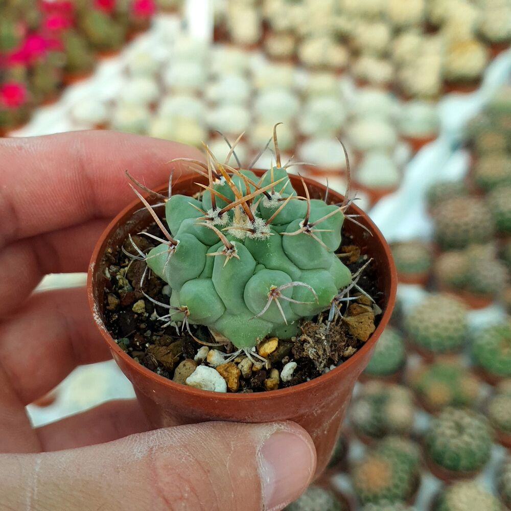 THELOCACTUS RINCONENSIS, image 