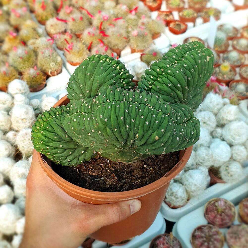 TRICHOCEREUS PACHANOI F. CRISTATA, image 