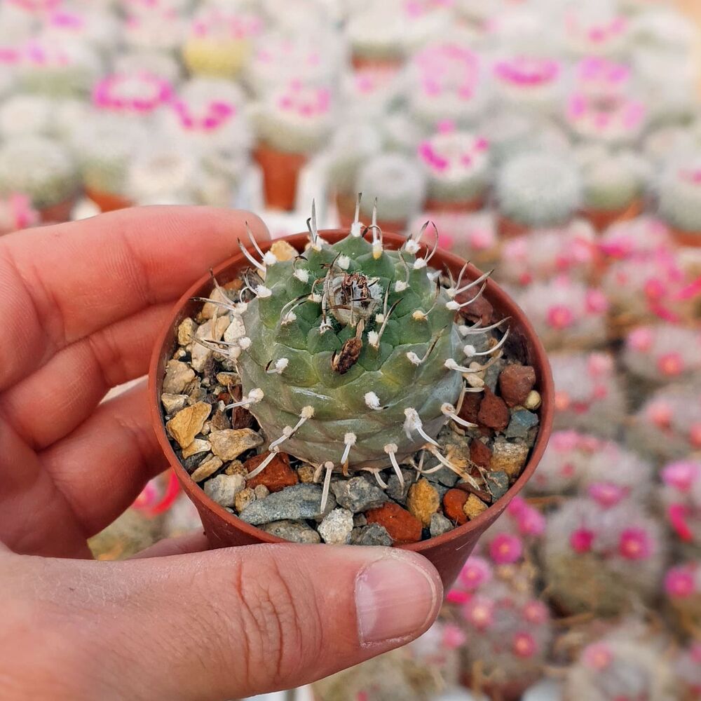 TURBINICARPUS SCHMIEDICKEANUS SUBS. BONATZII (CITES APPENDIX I), image 