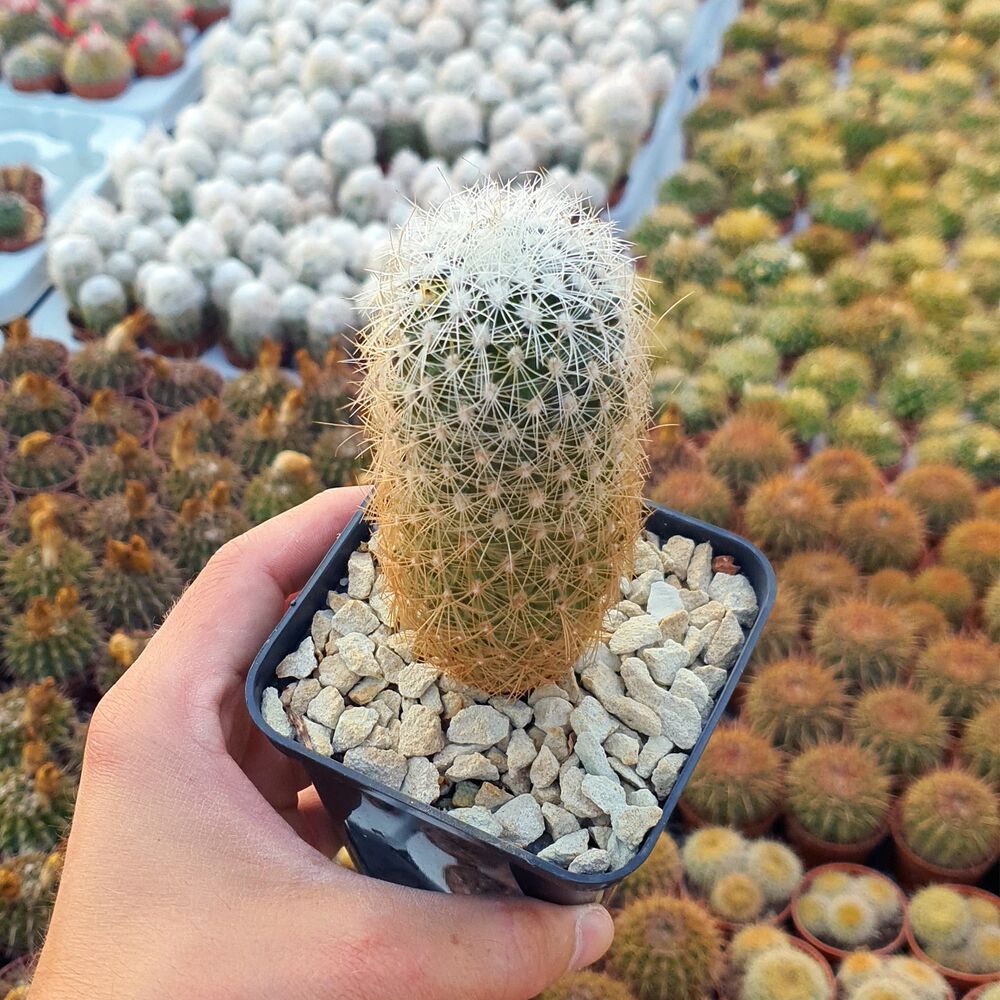 TURBINICARPUS SAUERI (CITES APPENDIX I), image _ab__is.image_number.default