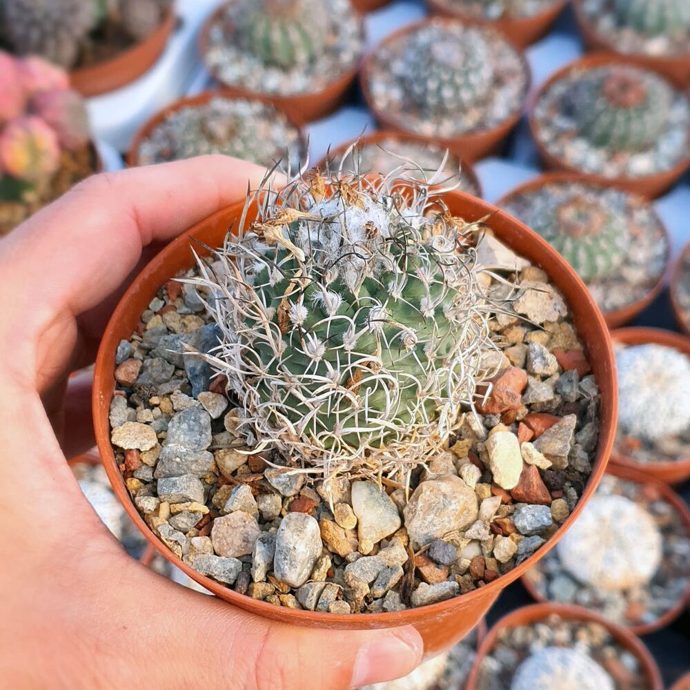 TURBINICARPUS SCHMIEDICKEANUS SUBS. MACROCHELE (CITES APPENDIX I), image _ab__is.image_number.default
