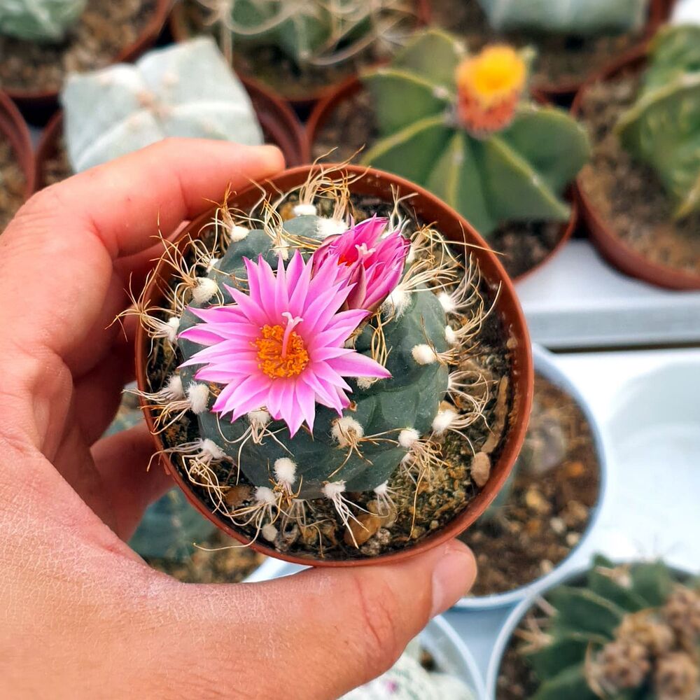 TURBINICARPUS PSEUDOMARCROCHELE (CITES APPENDIX I), image 