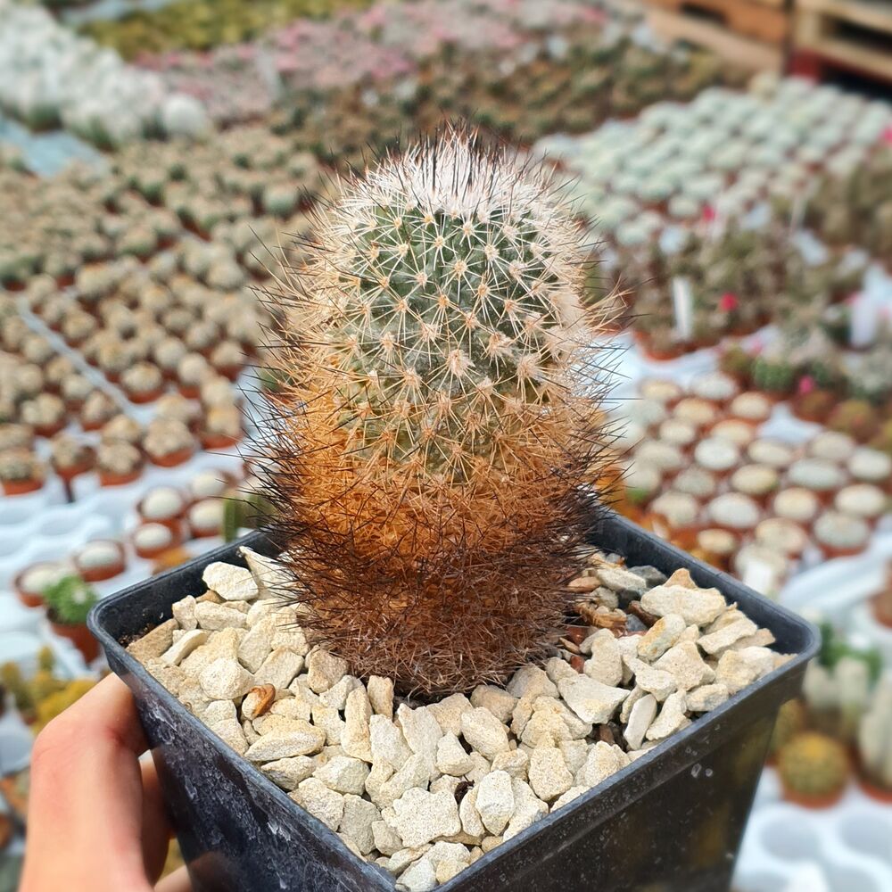 TURBINICARPUS MANDRAGORA SUBS. BEGUINII (CITES APPENDIX I), image , 3 image