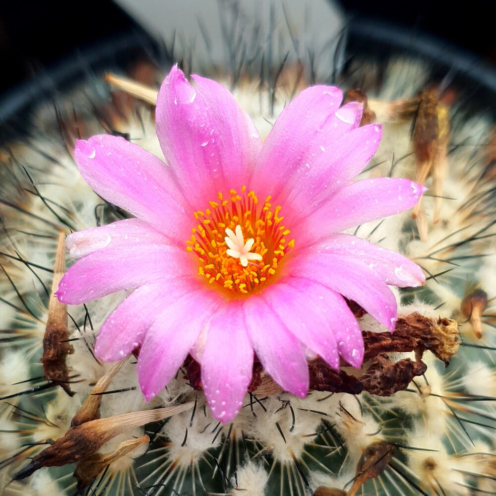 TURBINICARPUS VIERECKII (CITES APPENDIX I), image _ab__is.image_number.default