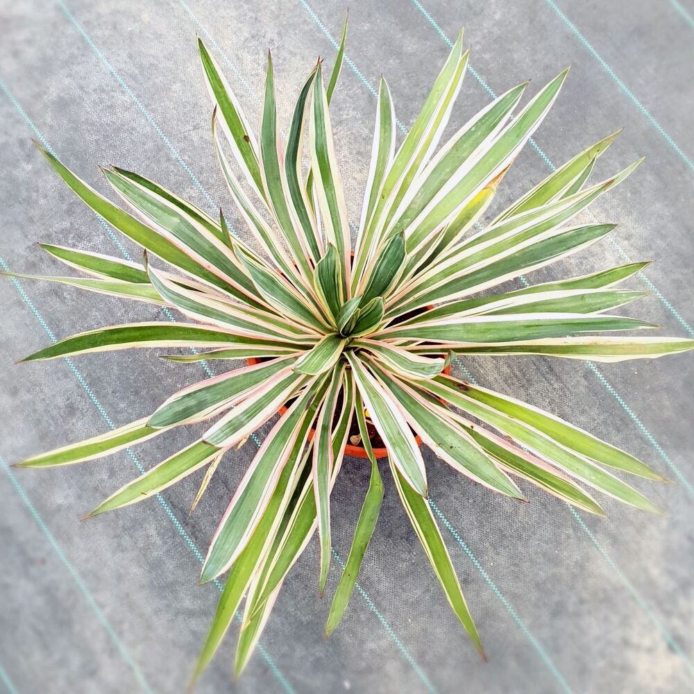 YUCCA SILVER VARIEGATA, image 