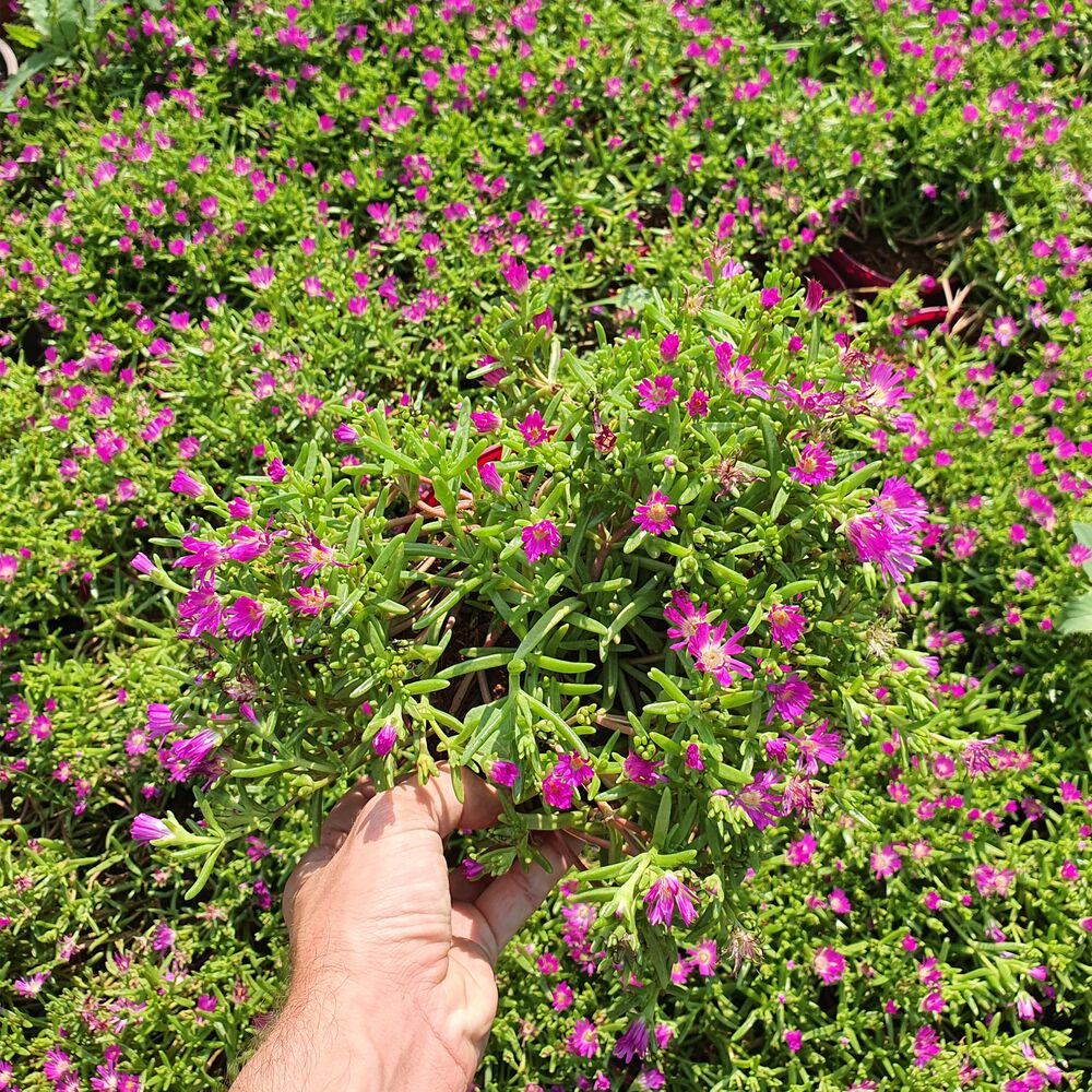DELOSPERMA WHEELS OF WONDER PURPLE, image _ab__is.image_number.default