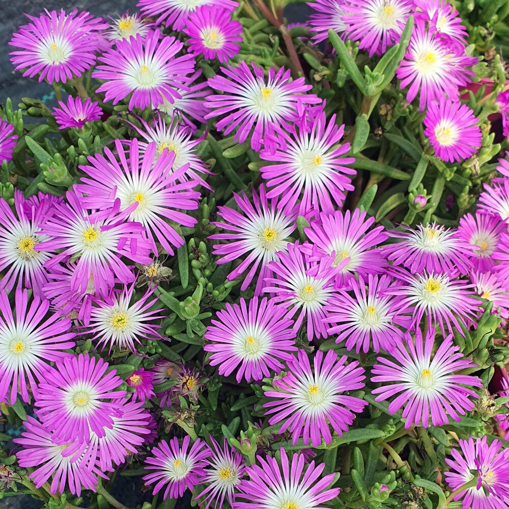 DELOSPERMA WHEELS OF WONDER PURPLE, image _ab__is.image_number.default