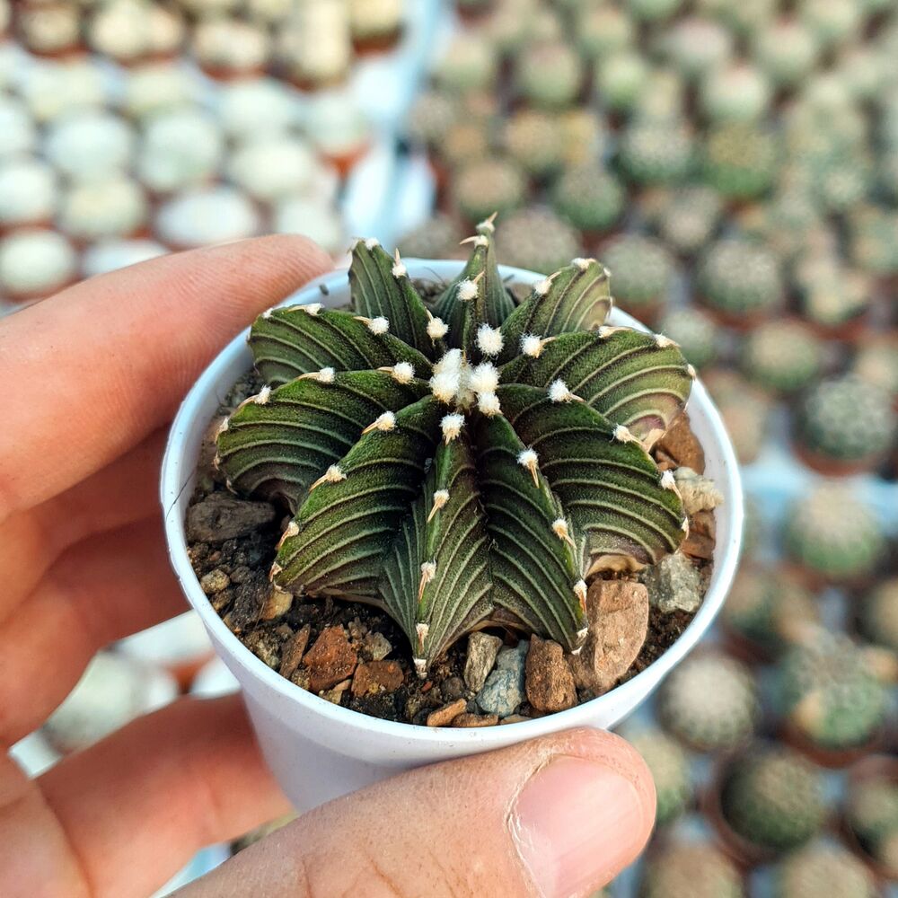 GYMNOCALYCIUM FRIEDRICHII LB2178, image 