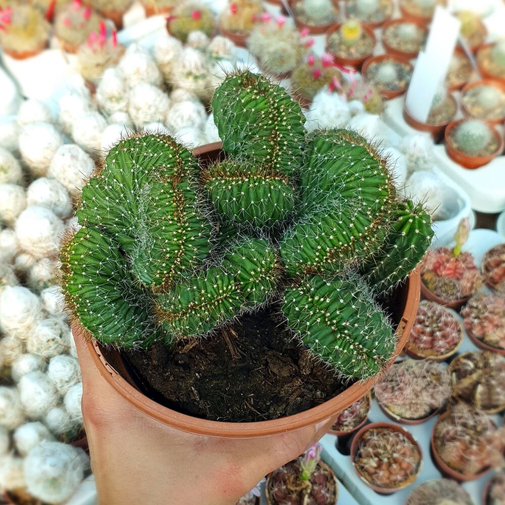 NEOBUXBAUMIA POLYLOPHA CRISTATA, image 