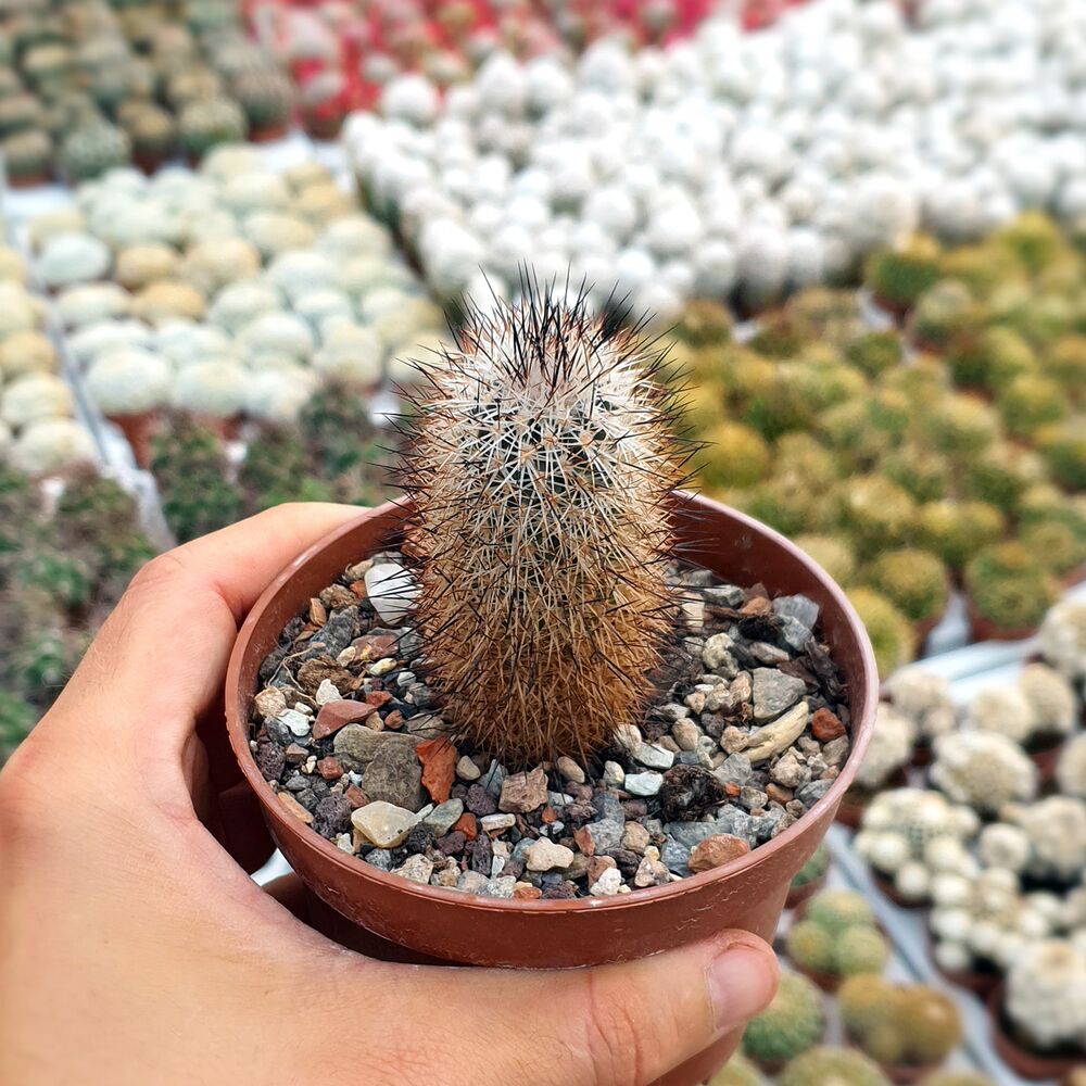TURBINICARPUS BEGUINII SUBS. HINTONIORUM (CITES APPENDIX I), image _ab__is.image_number.default
