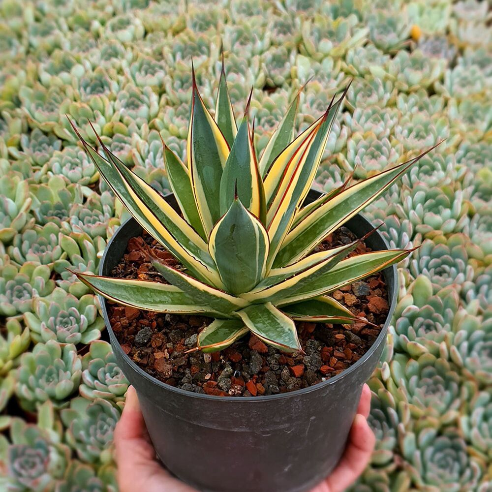 AGAVE SNOW GLOW VARIEGATA, image _ab__is.image_number.default