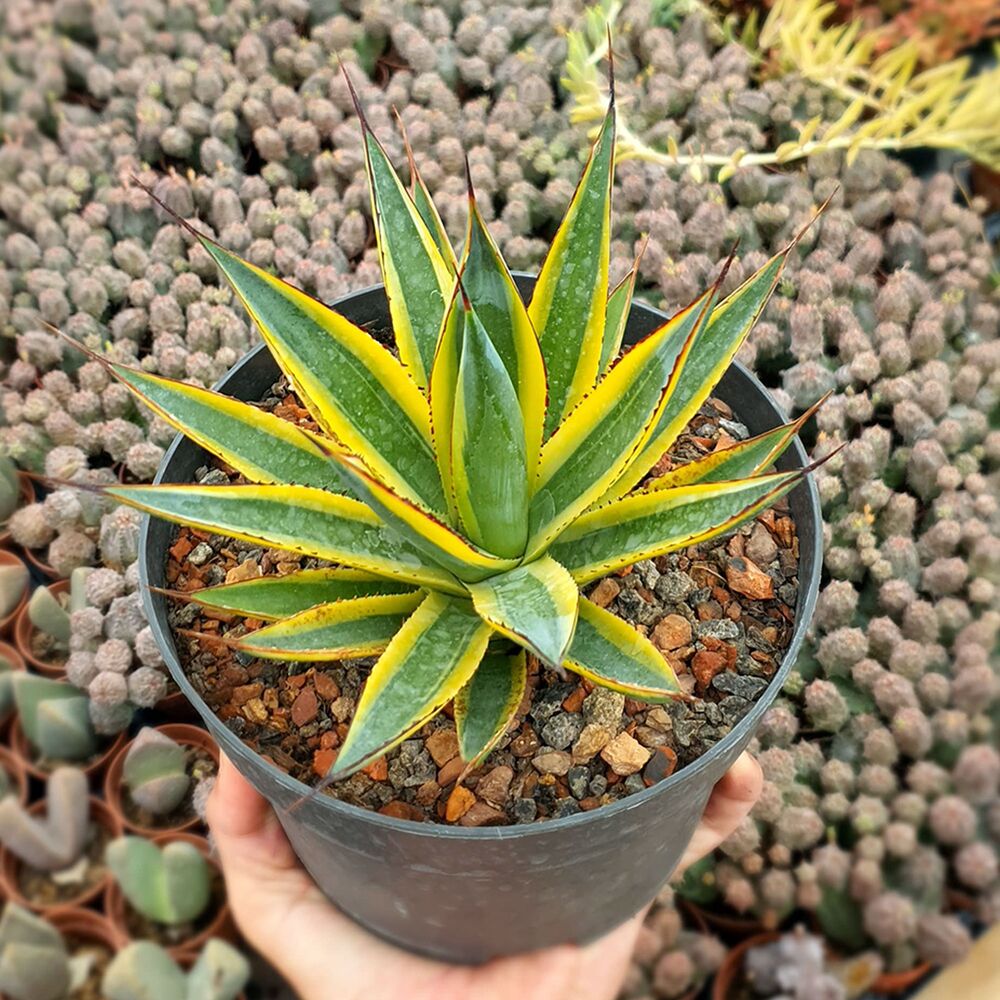 AGAVE SUN GLOW VARIEGATA, image _ab__is.image_number.default