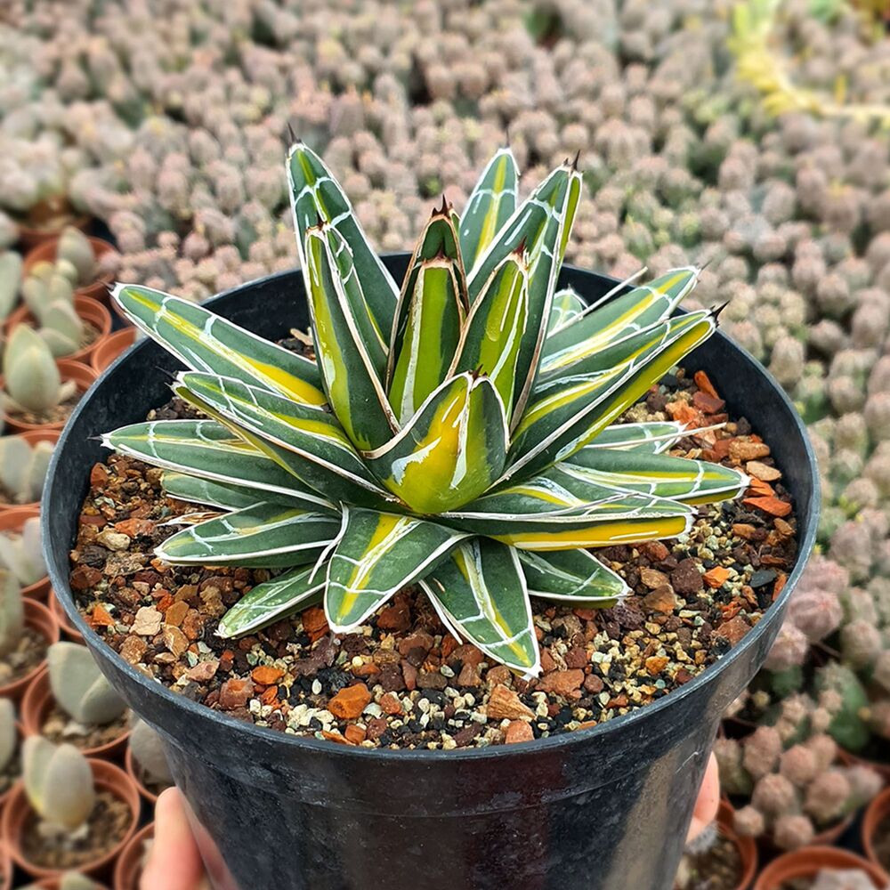 AGAVE VICTORIAE-REGINAE GIANT MEDIOPICTA, image 