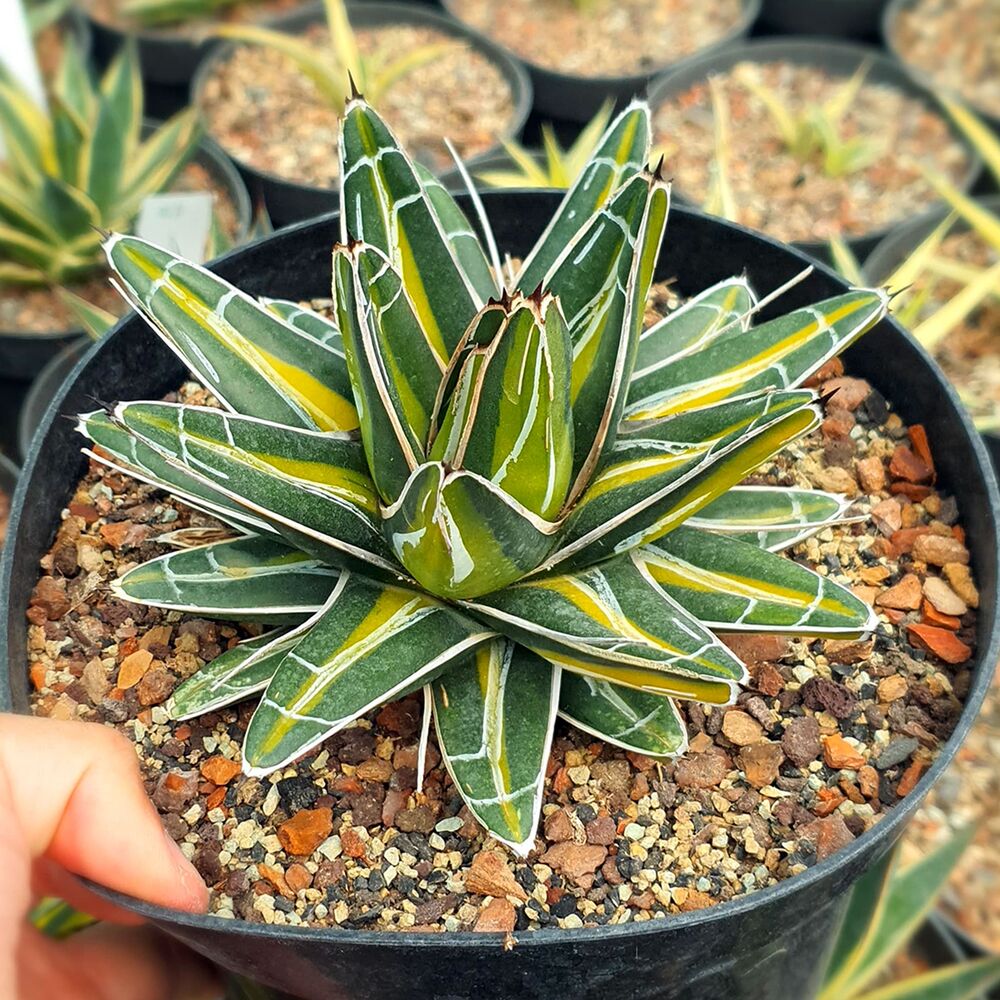 AGAVE VICTORIAE-REGINAE GIANT MEDIOPICTA, image 