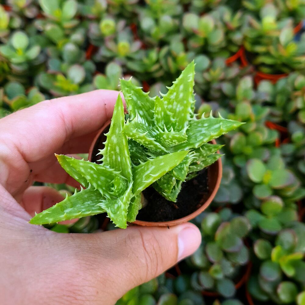 ALOE SQUARROSA, image  ALOE SQUARROSA, image