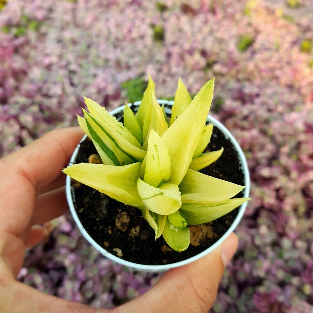 ALWORTHIA BLACK GEM VARIEGATA, image 