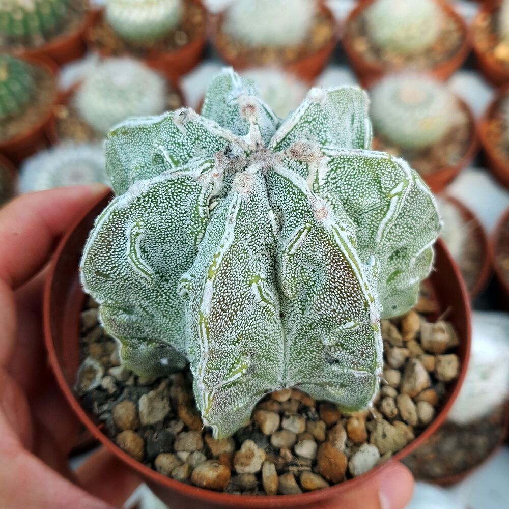 ASTROPHYTUM MYRIOSTIGMA KIKKO, image 