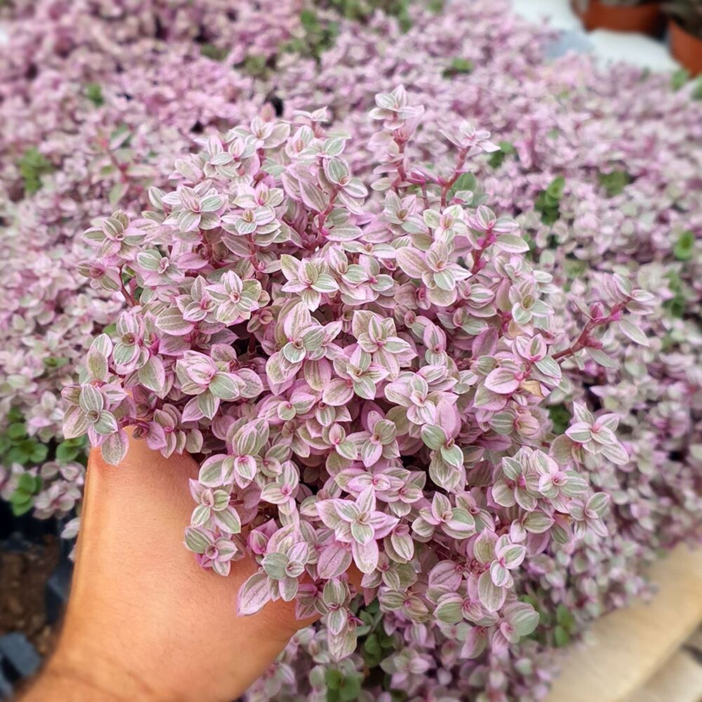 CALLISIA REPENS PINK LADY, image 