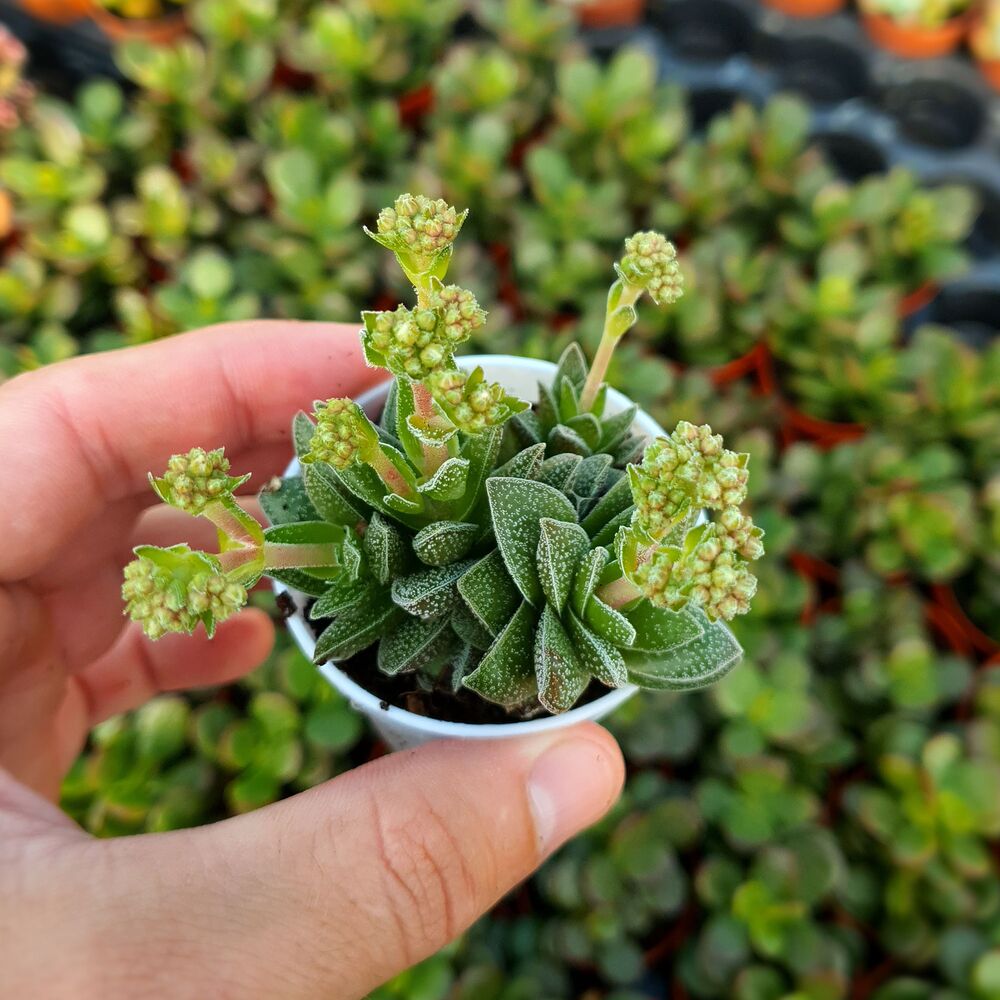 CRASSULA FROSTY, image 