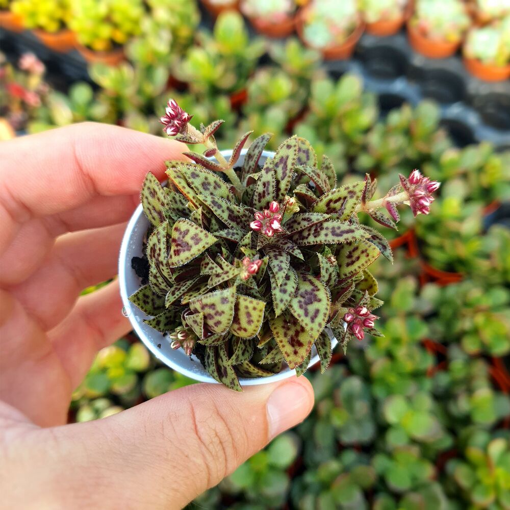 CRASSULA EXILIS, image  CRASSULA EXILIS, image