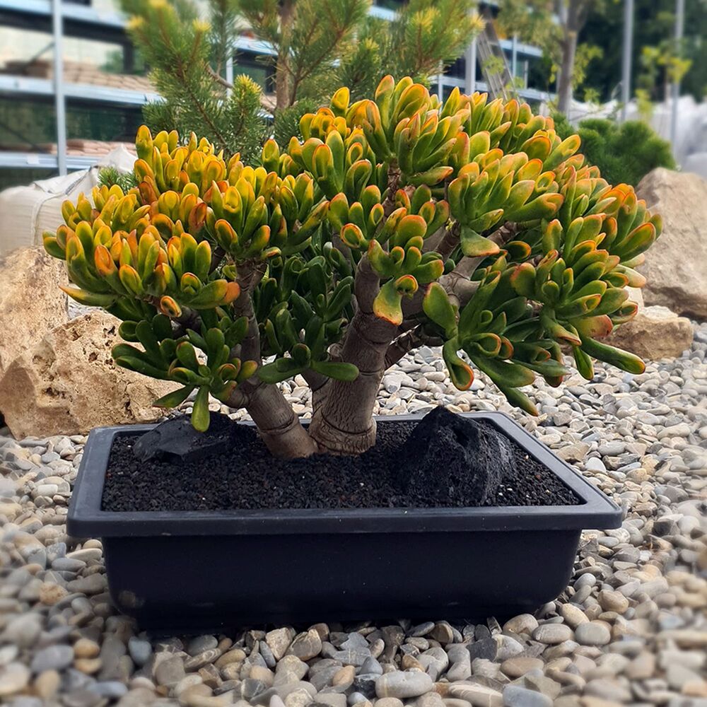 CRASSULA OVATA GOLLUM TRICOLOR (BONSAI), image _ab__is.image_number.default
