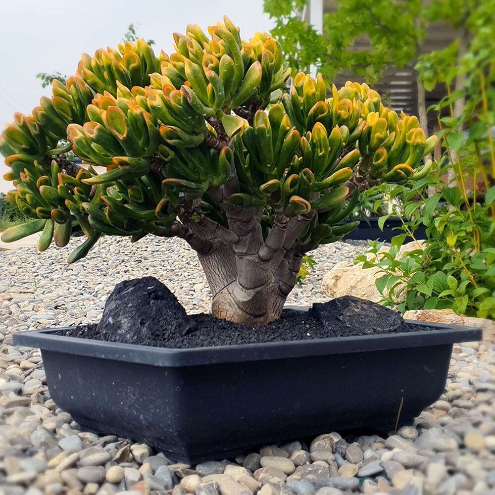 CRASSULA OVATA GOLLUM TRICOLOR (BONSAI), image _ab__is.image_number.default