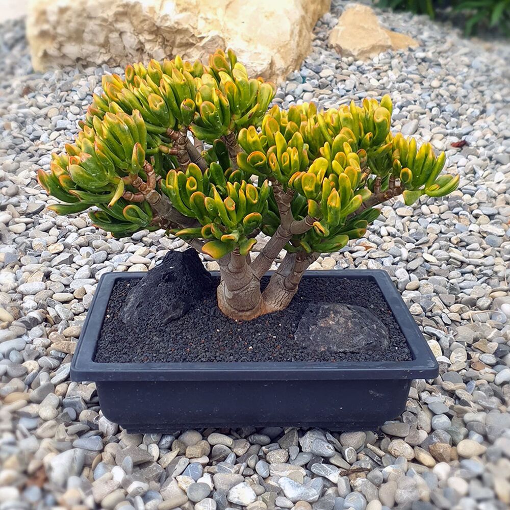CRASSULA OVATA GOLLUM TRICOLOR (BONSAI), image 