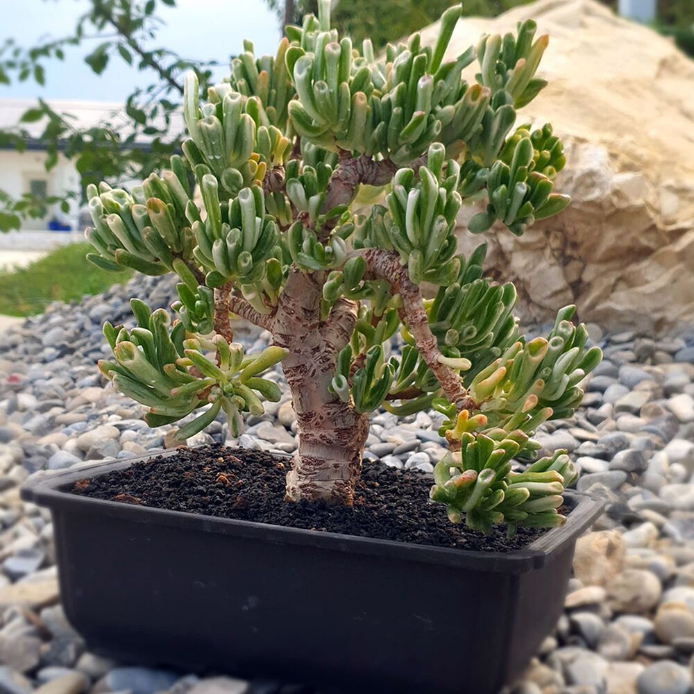 CRASSULA OVATA GOLLUM VARIEGATA (BONSAI), image _ab__is.image_number.default