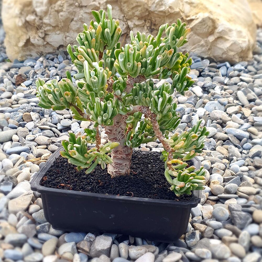 CRASSULA OVATA GOLLUM VARIEGATA (BONSAI), image _ab__is.image_number.default
