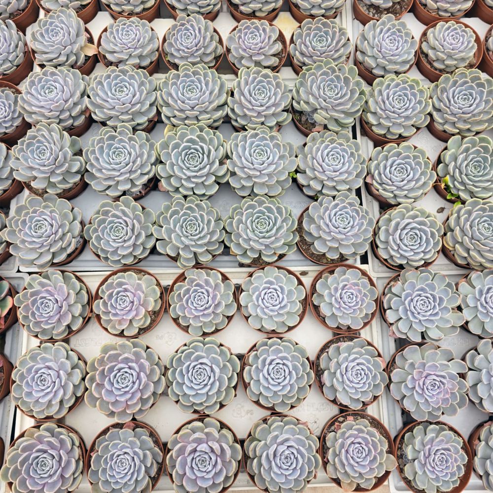 ECHEVERIA SNOW BUNNY, image _ab__is.image_number.default