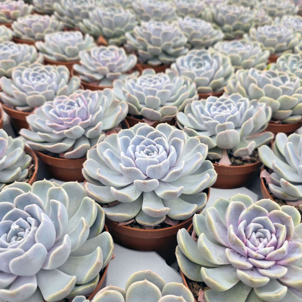 ECHEVERIA SNOW BUNNY, image _ab__is.image_number.default