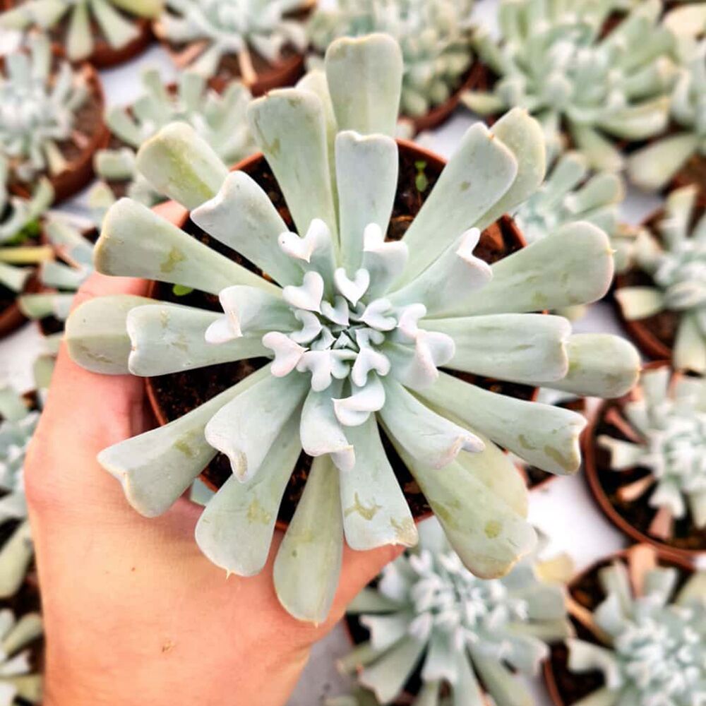 ECHEVERIA TOPSY TURVY, image _ab__is.image_number.default ECHEVERIA TOPSY TURVY, image _ab__is.image_number.default