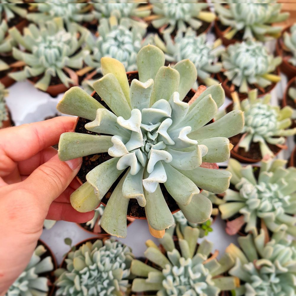 ECHEVERIA TOPSY TURVY, image  ECHEVERIA TOPSY TURVY, image