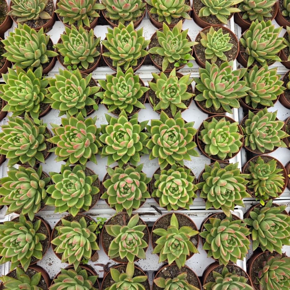 ECHEVERIA AGAVOIDES, image _ab__is.image_number.default