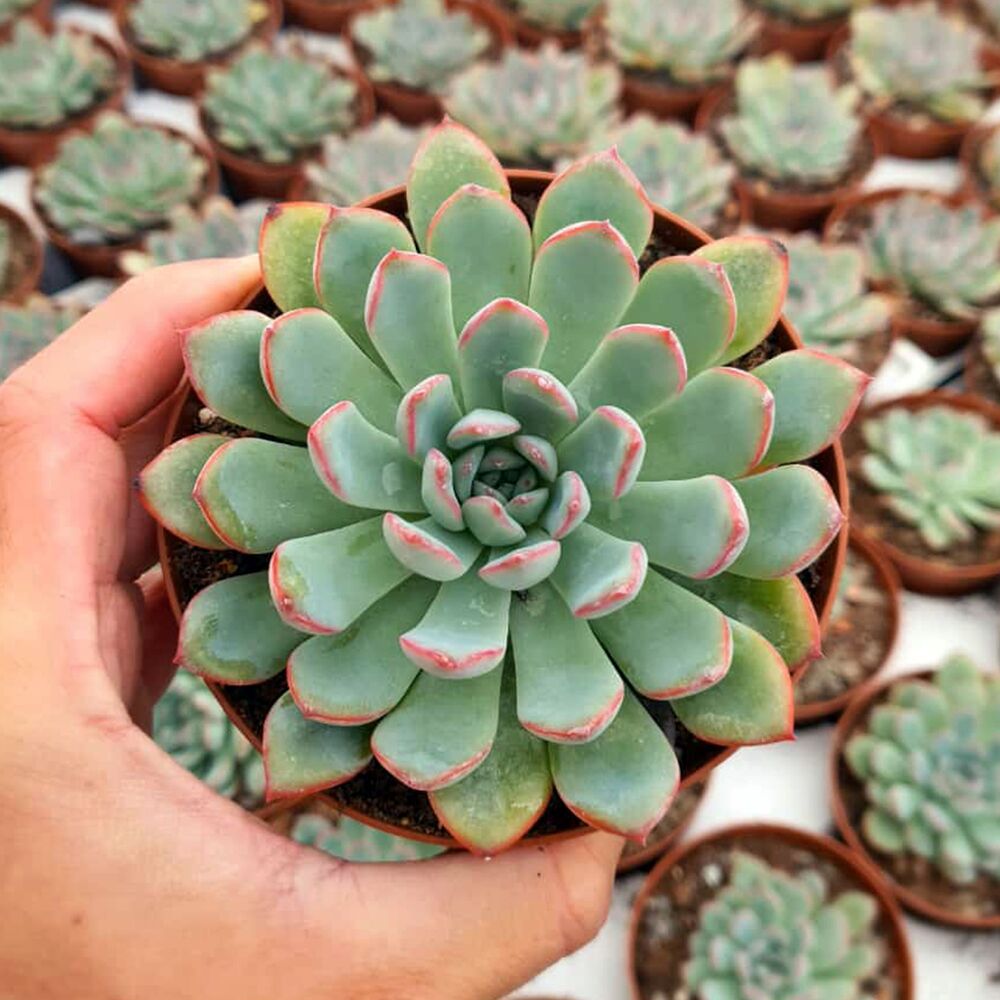 ECHEVERIA APUS, image  ECHEVERIA APUS, image