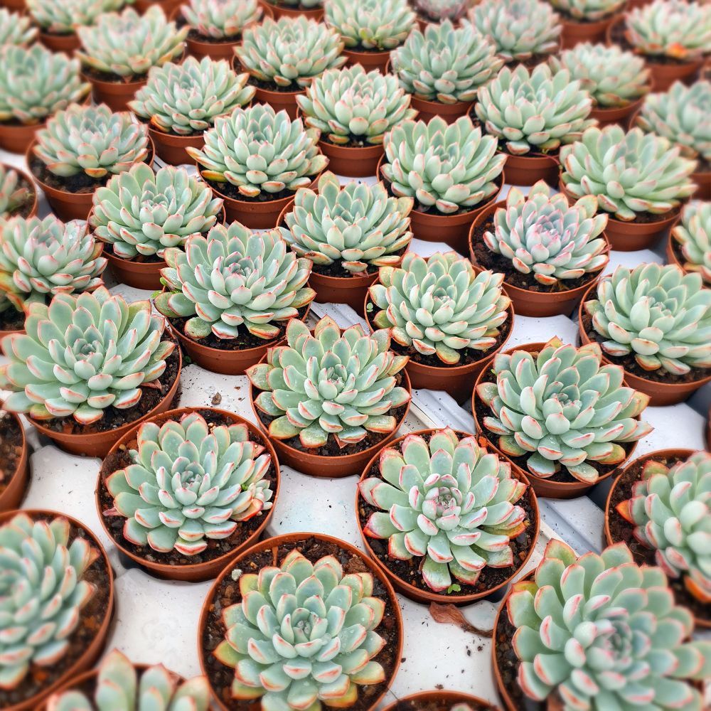 ECHEVERIA APUS, image _ab__is.image_number.default ECHEVERIA APUS, image _ab__is.image_number.default