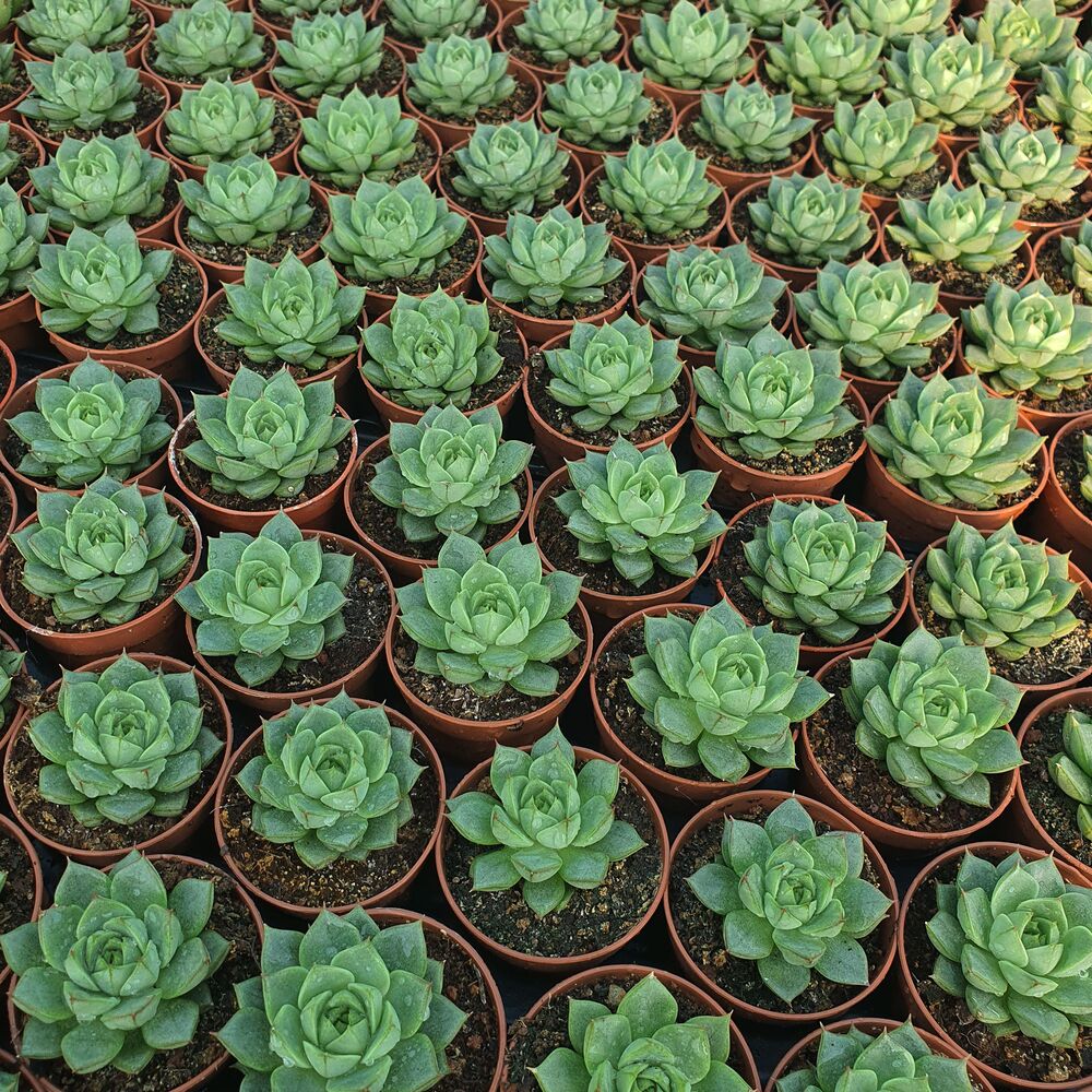ECHEVERIA FABIOLA, image _ab__is.image_number.default ECHEVERIA FABIOLA, image _ab__is.image_number.default
