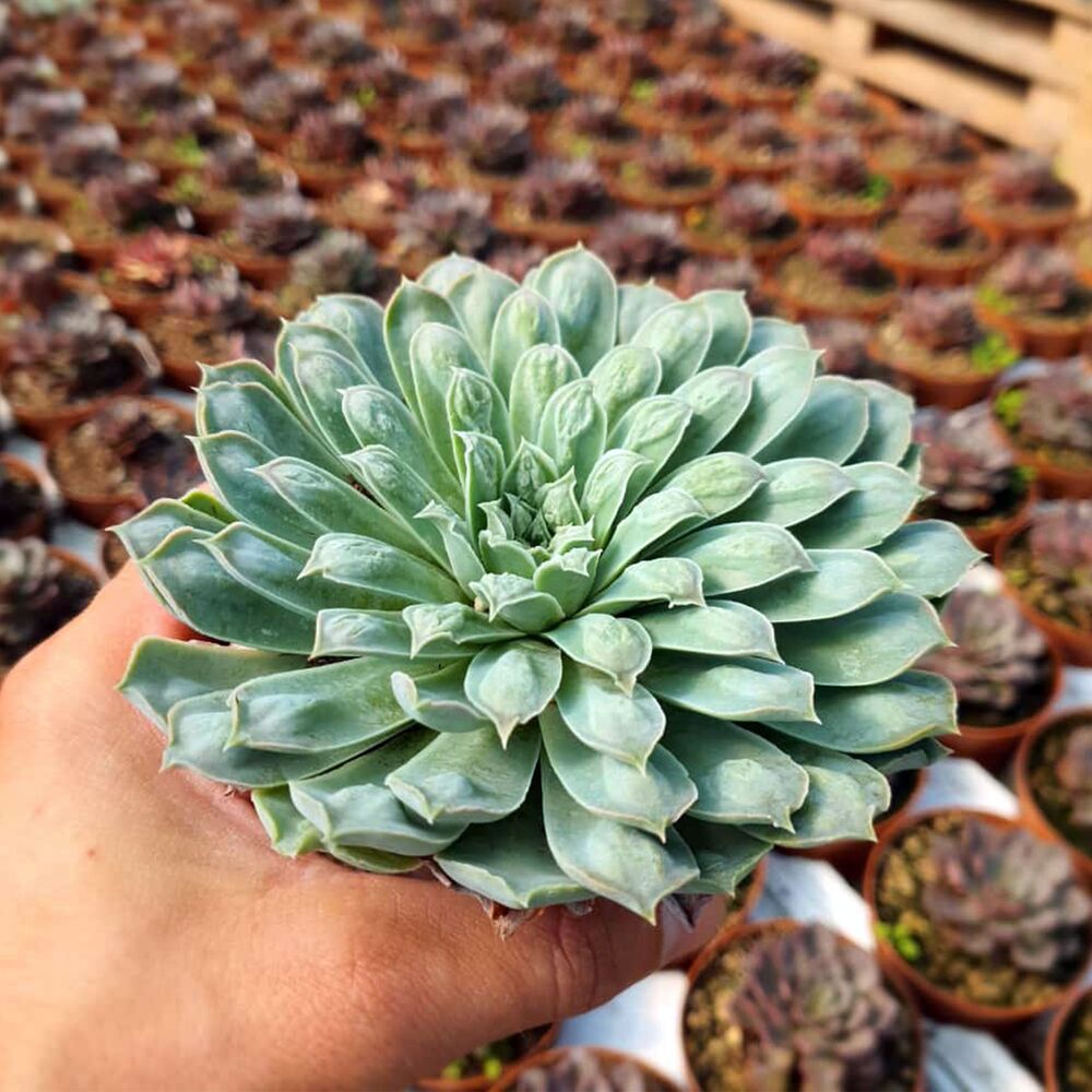 ECHEVERIA HYALINA CARUNCULATA, image 