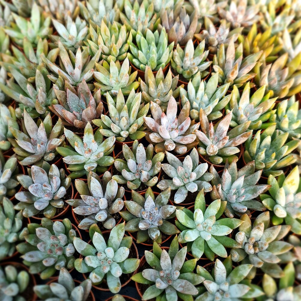 ECHEVERIA TOLIMANENSIS, image _ab__is.image_number.default ECHEVERIA TOLIMANENSIS, image _ab__is.image_number.default