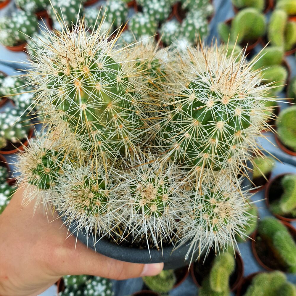 ECHINOCEREUS DUBIUS, image 