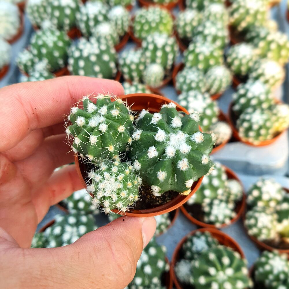 ECHINOPSIS DENUDATUM, image _ab__is.image_number.default